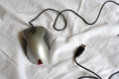 Mouse001.jpg